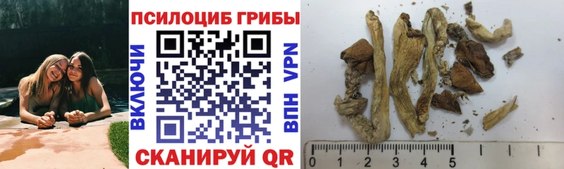 купить наркоту  Назрань  Псилоцибиновые грибы GOLDEN TEACHER 